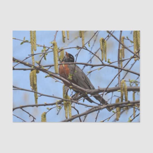 アメリカンロビン春花ズカトキンス 薄葉紙 (正面)