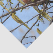 アメリカンロビン春花ズカトキンス 薄葉紙 (詳細)