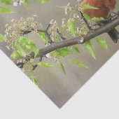 アメリカンロビン春 薄葉紙 (詳細)