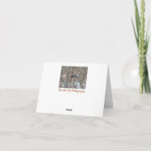 アメリカンロビン カード (裏面)