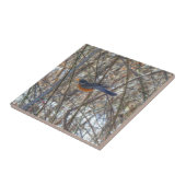 アメリカンロビン タイル (側面)