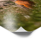 アメリカンロビン フォトプリント            (角)