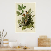 アメリカンロビン ポスター (キッチン)