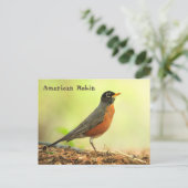 アメリカンロビン ポストカード (スタンド正面)