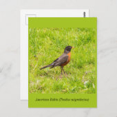 アメリカンロビン ポストカード (正面/裏面)