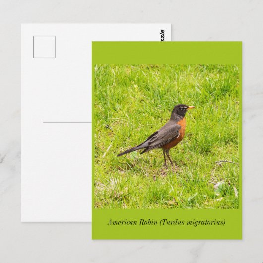アメリカンロビン ポストカード (正面/裏面)