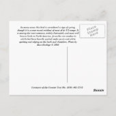 アメリカンロビン ポストカード (裏面)