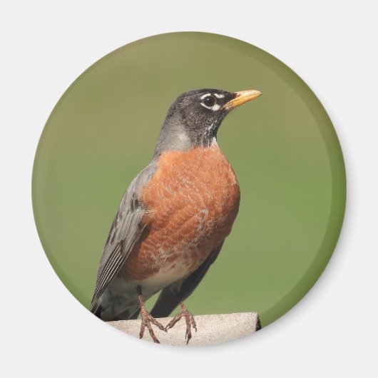 アメリカンロビン マグネット (正面)