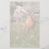 アメリカンロビン 便箋 (正面)