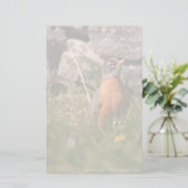 アメリカンロビン 便箋 (スタンド正面)