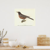 アメリカンロビン(Turdus migraatorius)ニューヨークの鳥 ポスター (キッチン)