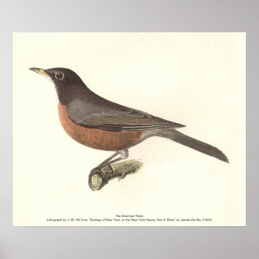 アメリカンロビン(Turdus migraatorius)ニューヨークの鳥 ポスター (正面)