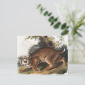 アメリカンワイルドキャットイラストレーション ポストカード (スタンド正面)