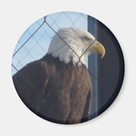 アメリカン・イーグル冷凍機磁石 マグネット (正面)