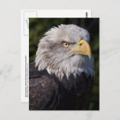 アメリカン・イーグル・ポストカード ポストカード (正面/裏面)