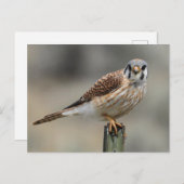 アメリカン・ケストレル葉書 ポストカード (正面/裏面)