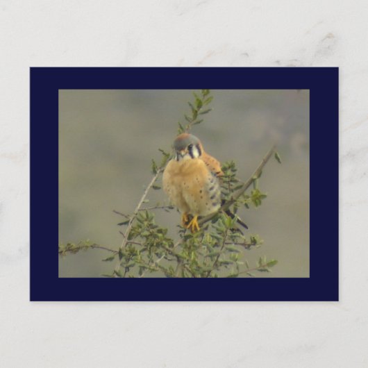 アメリカン・ケストレル1葉書 ポストカード (正面)