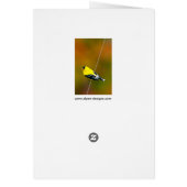 アメリカン・ゴールドフィンチ – オリジナル写真 (裏面)