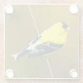 アメリカン・ゴールドフィンチ – オリジナル写真 ガラスコースター (裏面)