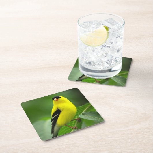 アメリカン・ゴールドフィンチ・ドリンク・コースター スクエアペーパーコースター (インサイチュ)