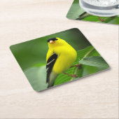 アメリカン・ゴールドフィンチ・ドリンク・コースター スクエアペーパーコースター (アングル)