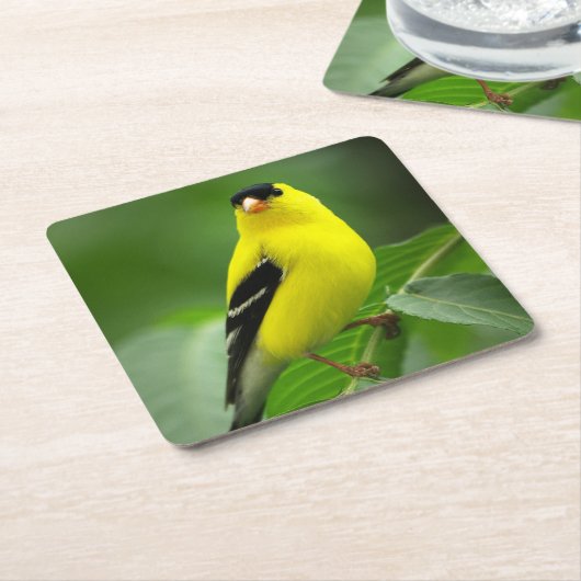 アメリカン・ゴールドフィンチ・ドリンク・コースター スクエアペーパーコースター (アングル)