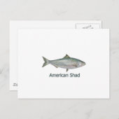 アメリカン・シャッド（タイトル付き） ポストカード (正面/裏面)