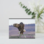 アメリカン・バルド・イーグル葉書 ポストカード (スタンド正面)