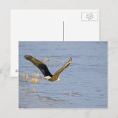 アメリカン・バaldイーグル VI ポストカード (正面/裏面)