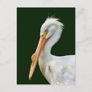 アメリカン ホワイト ペリカン 鳥 ポストカード