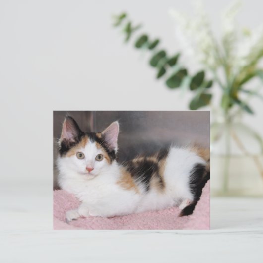 アメリカン・ミディアムヘア・キャリコ・キッテン・ポストカード ポストカード (スタンド正面)