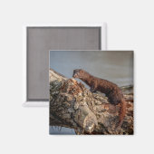 アメリカン・ミンク マグネット (正面/裏面)