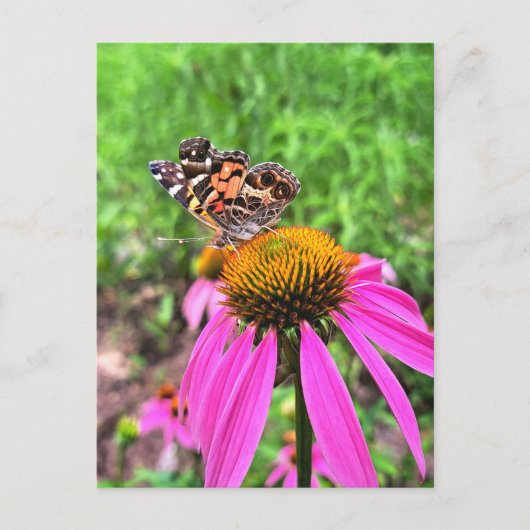 アメリカン・レディ ポストカード (正面)