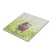 アメリカ人のロビンの鳥 タイル (側面)