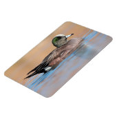 アメリカ人の男性ウィゲオン マグネット (左側)