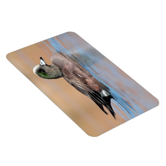 アメリカ人の男性ウィゲオン マグネット (右側)