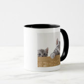 アメリカ人のShorthairの2匹の子ネコ マグカップ (正面右)