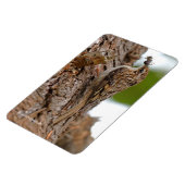 アメリカ人トレクレッパーとバグ マグネット (左側)