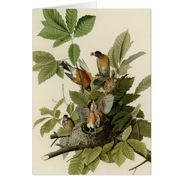 アメリカ人ロビン (正面)