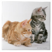 アメリカ人Shorthair タイル (正面)