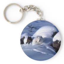 アメリカ北極キツネ