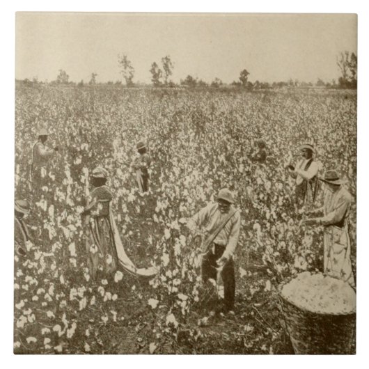 アメリカ南部での綿花収穫 ヴィンテージ写真 タイル (正面)