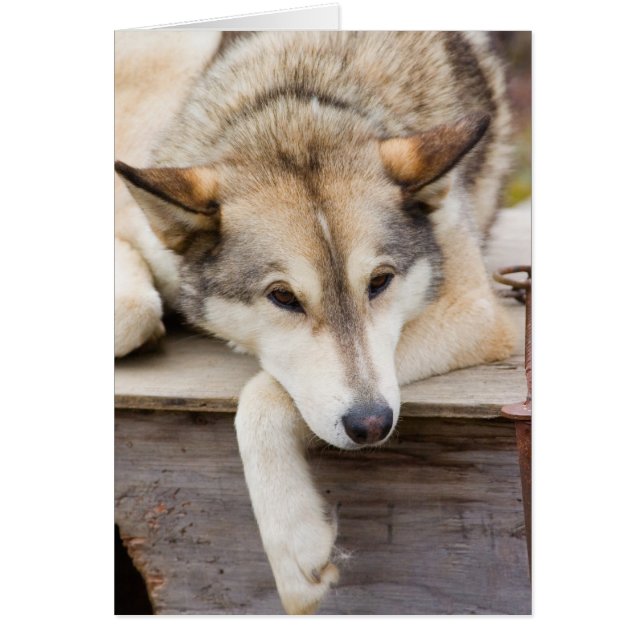 アメリカ合衆国アラスカ州N.A.。ハスキーそり犬 (正面)