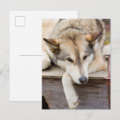 アメリカ合衆国アラスカ州N.A.。ハスキーそり犬 ポストカード (正面/裏面)
