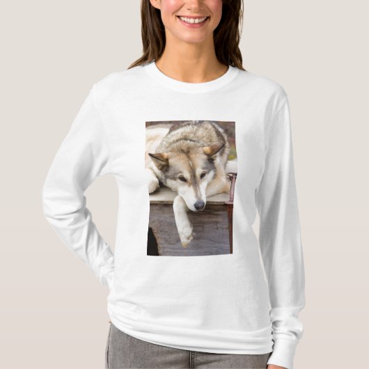 アメリカ合衆国アラスカ州N.A.。ハスキーそり犬 Tシャツ (正面)