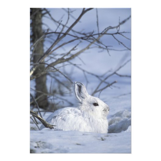 アメリカ合衆国アラスカ州NA。北極国立野生生物 フォトプリント (正面)