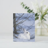 アメリカ合衆国アラスカ州NA。北極国立野生生物 ポストカード (スタンド正面)