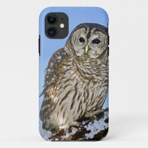アメリカ合衆国コロラド州。止まり木に留まるアメリカメンフクロウのポートレート iPhone 11 ケース
