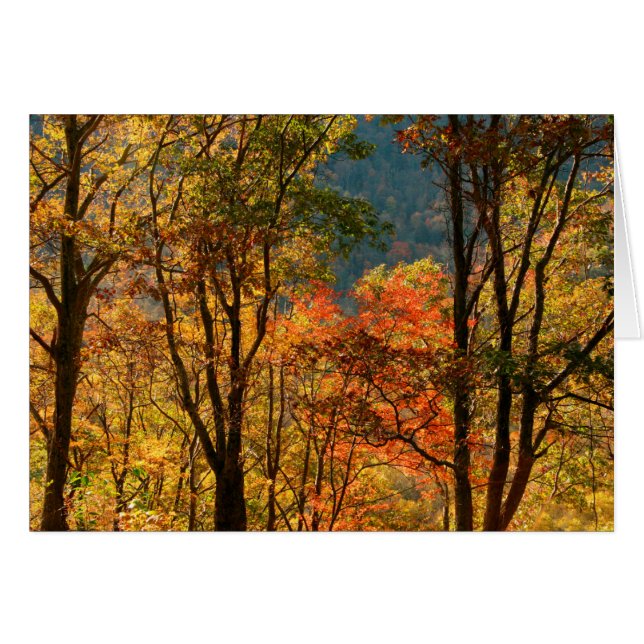 アメリカ合衆国テネシー州　紅葉 (正面横)