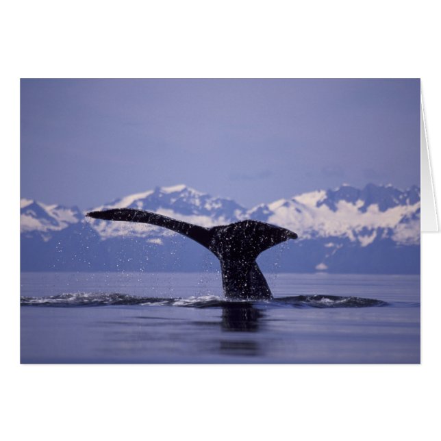アメリカ合衆国, アラスカ州, インサイド・パッセージ ザトウクジラ (正面横)
